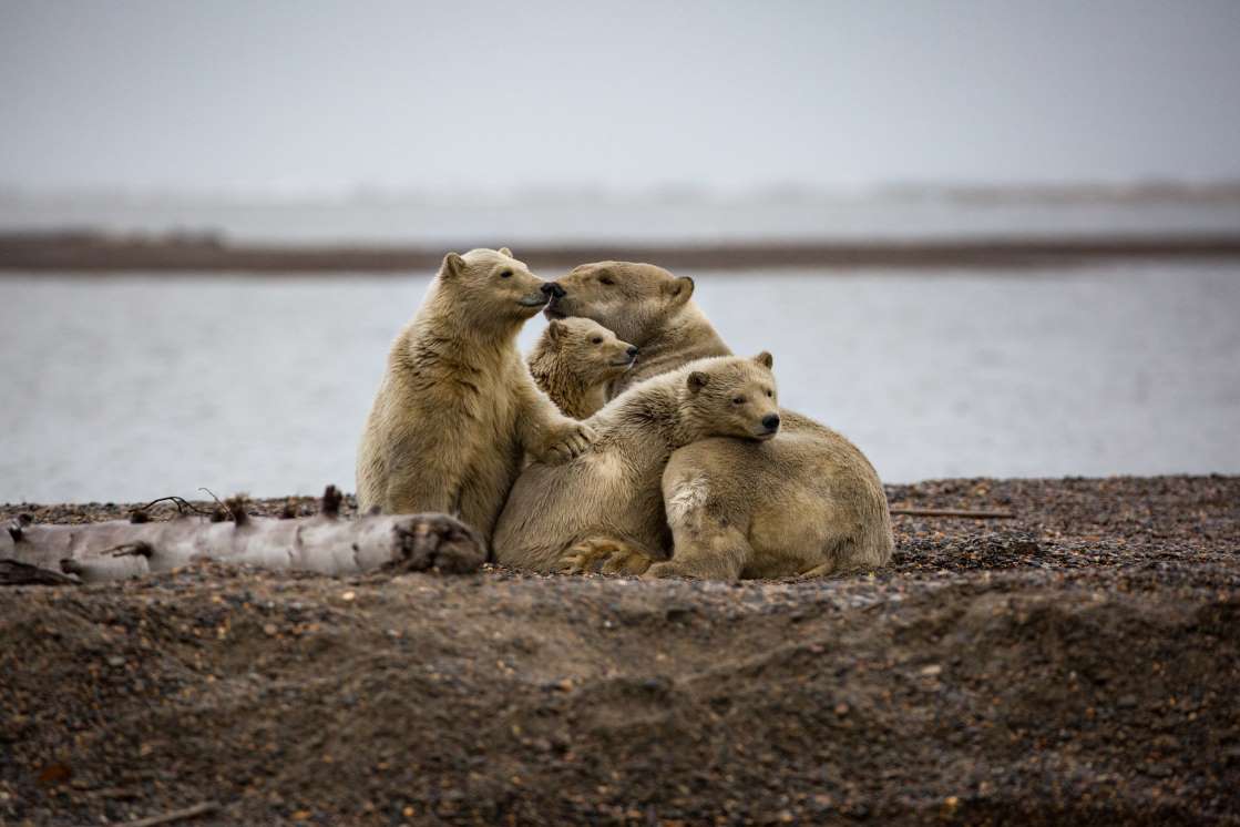 Rodinka polárních medvědů
