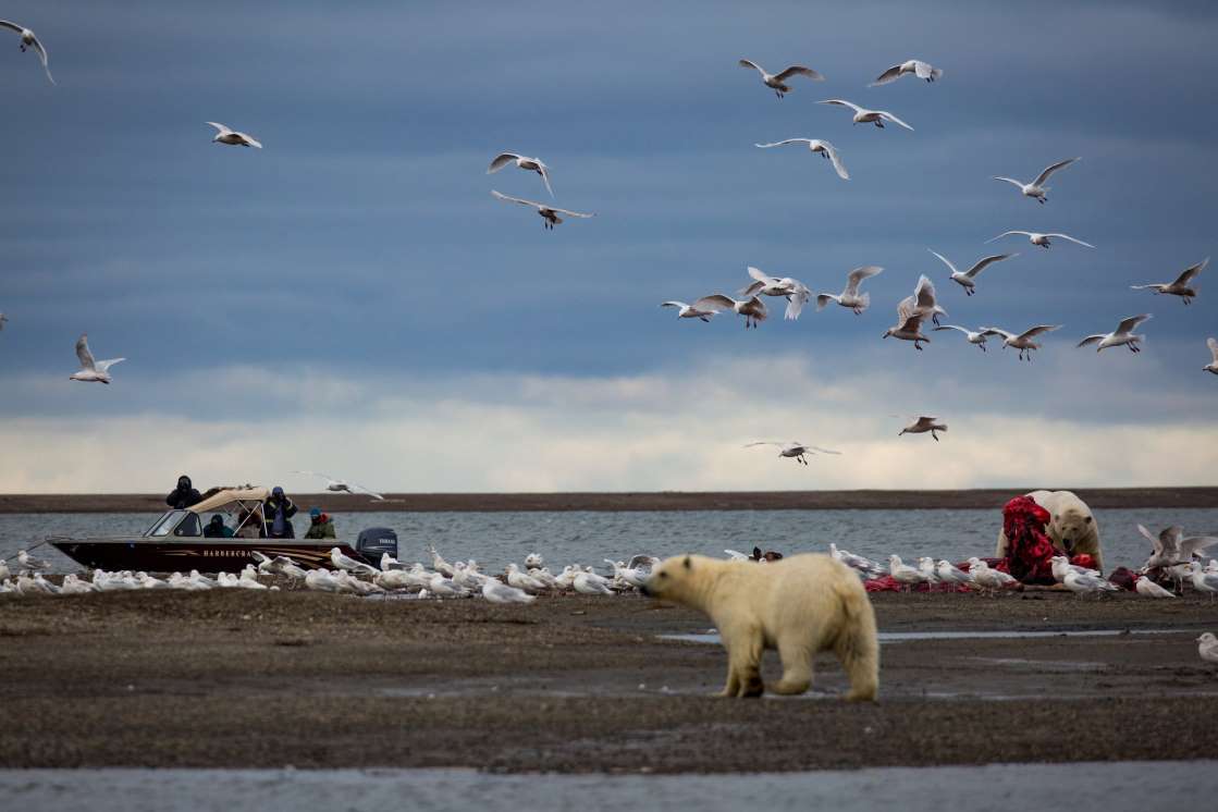 Turisté fotící si z lodi lední medvědy