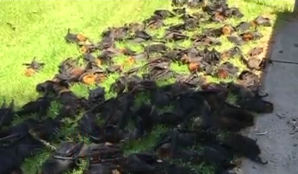 Popadaní netopýři na trávě