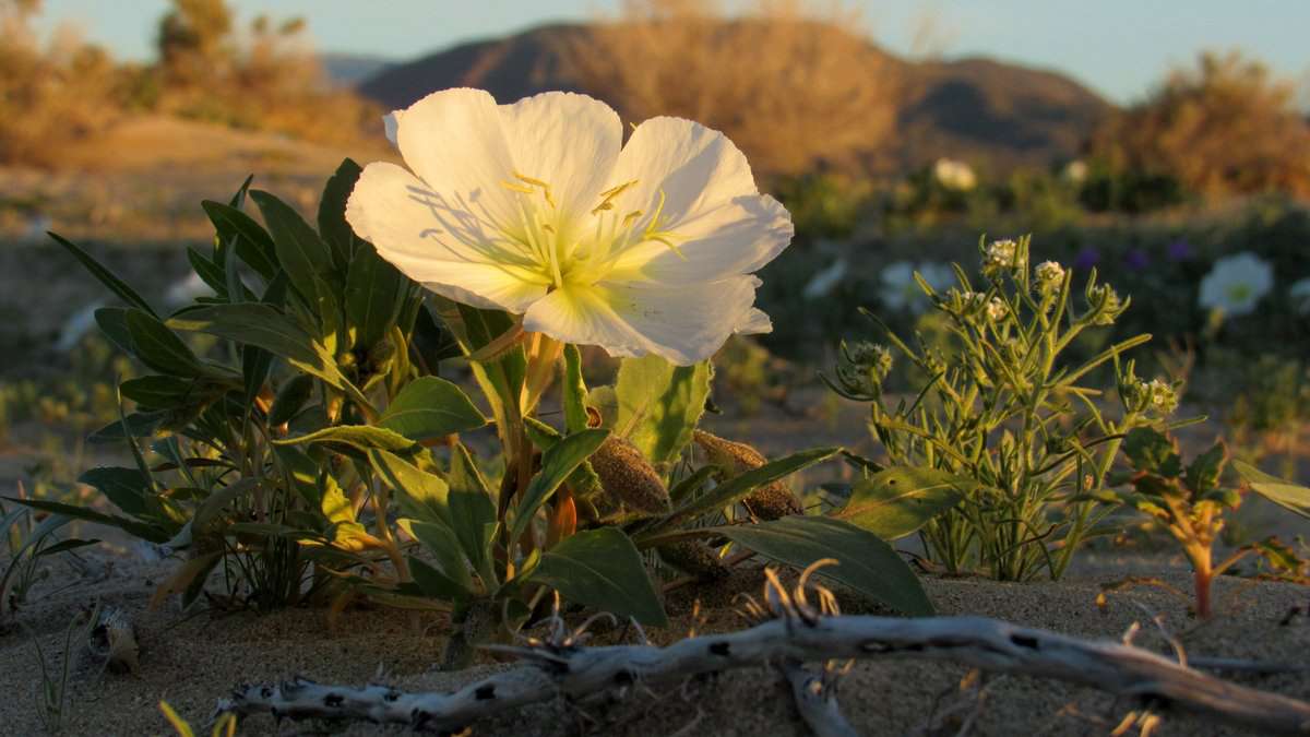 Rozkvetlá kalifornská poušť tisíci květy