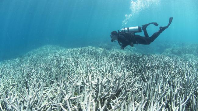 Potápeč při ponoru ke korálovým útesům