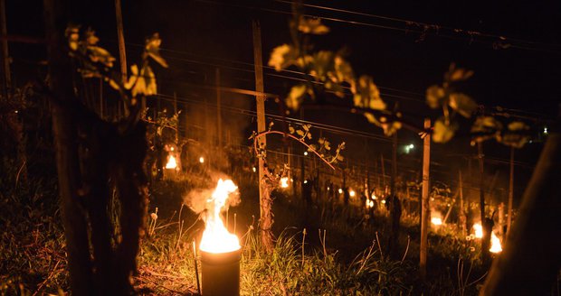 Pomáhající plameny svící při boji s jarními mrazy