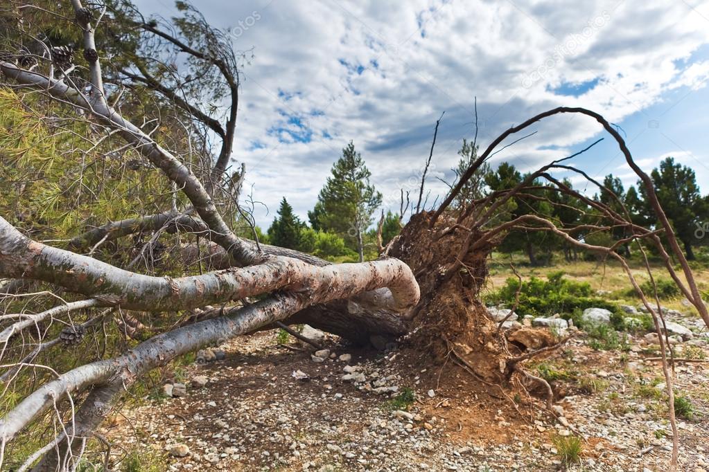 Vyvrácený strom po bouři