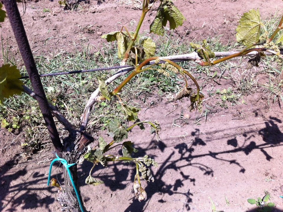 Zmrzlé vinohrady po jarních mrazících zničily hodně budoucí úrody
