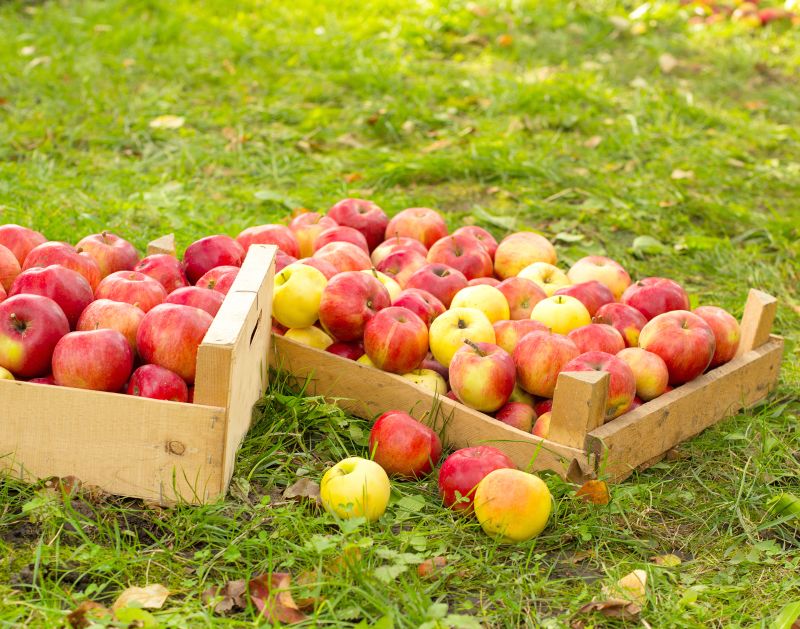 Podzimní bedýnka s čerstvě otrhanými jablky