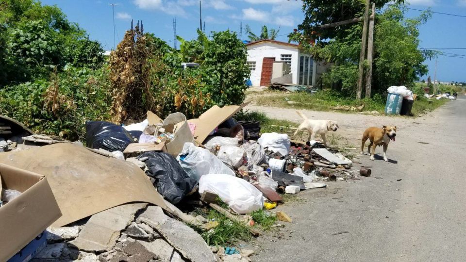Hladoví psi na Portoriku po zpustošení ostrova Hurikánem