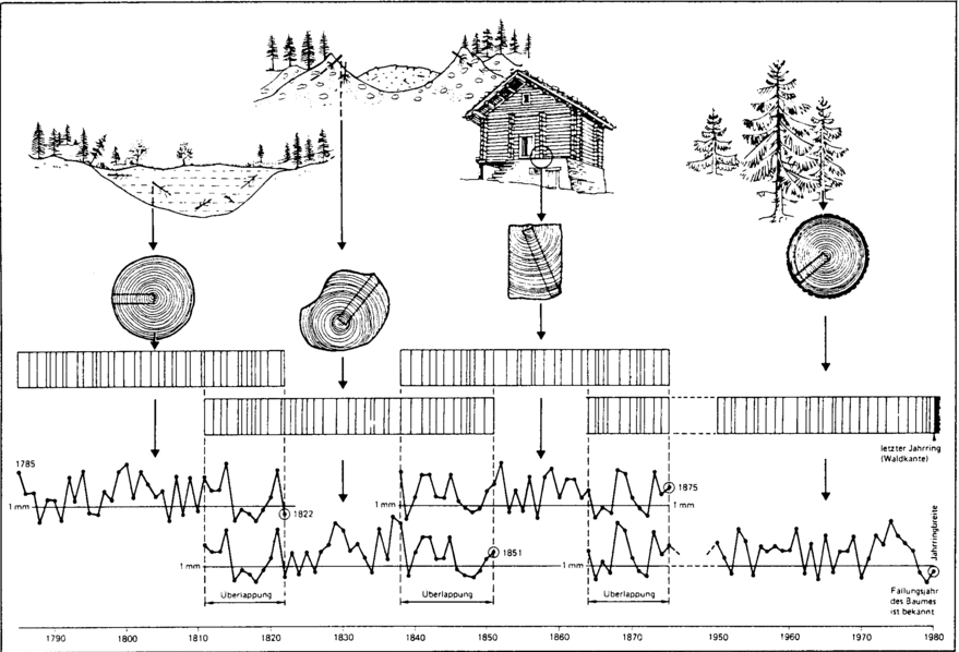 dendrochronologie